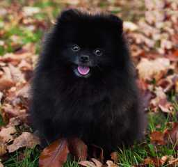 Murrietta Exotic Poms - Dog and Puppy Pictures