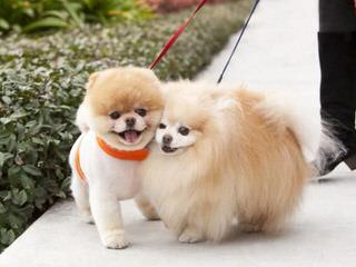 Pomeranian Puppies - Dog Breeders