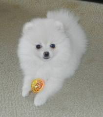 Pomeranian Puppies - Dog and Puppy Pictures