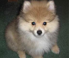 Campbell’s Pomeranians - Dog and Puppy Pictures