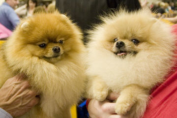 Tiny Toy Pomeranian Pups - Dog Breeders