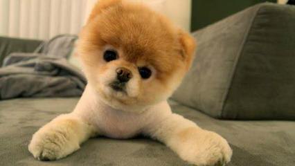 Pomeranian Puppies - Dog and Puppy Pictures