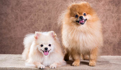 Pomeranians - Dog and Puppy Pictures