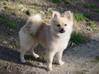 2 Male Pomchi Pomeranian Puppies - Dog and Puppy Pictures