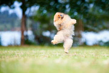 Apricot Pomeranian Boy 8Wks - Dog and Puppy Pictures