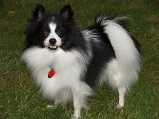 Sirius Red’s Pomeranians - Dog Breeders