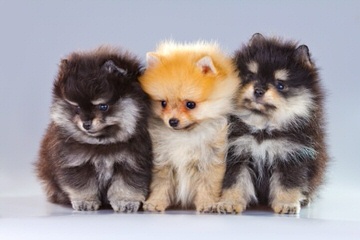 Champion Puppies - Dog Breeders