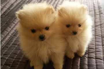 Fancy White Tea-Cup Pomeranian Babies Available Now - Dog Breeders