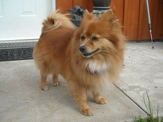 Hill’s Pomeranians - Dog Breeders