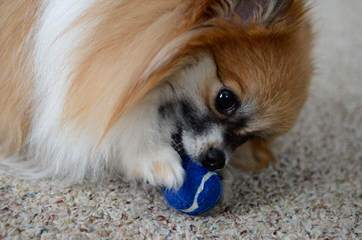 Krissy Pom - Dog and Puppy Pictures