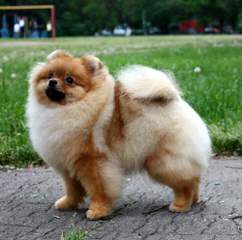 Poofypoochies Pomeranians - Dog and Puppy Pictures