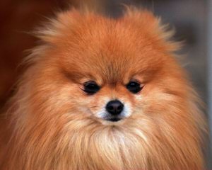 Pomeranian Puppies - Dog and Puppy Pictures