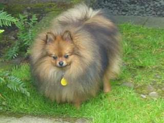 Mini Teacup Pomeranian Puppies For Sale - Dog Breeders