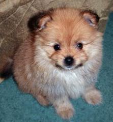 6 Mth Old Pomeranian For Sale - Dog Breeders