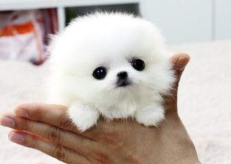 Poofypoochies Pomeranians - Dog and Puppy Pictures