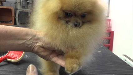 Hamaara Pomeranians - Dog and Puppy Pictures