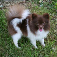 Pomeranian Puppies - Dog Breeders