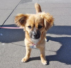 Akc Pom Puppies, 12 Weeks Old - Dog and Puppy Pictures