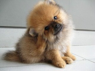 Eskapoo/Pomeranians For Sale - Dog and Puppy Pictures