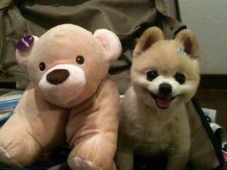 Hamaara Pomeranians - Dog and Puppy Pictures