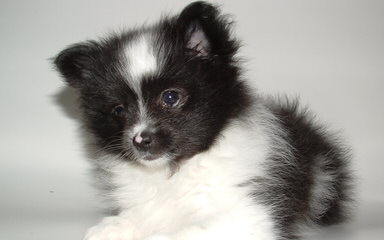 Murrietta Exotic Poms - Dog and Puppy Pictures