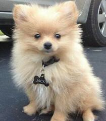 Hamaara Pomeranians - Dog Breeders