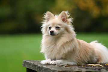 Golden Pomeranian Puppies - Dog Breeders