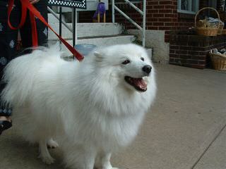 Female Pomimo - Dog Breeders