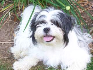 Female Pomimo - Dog Breeders