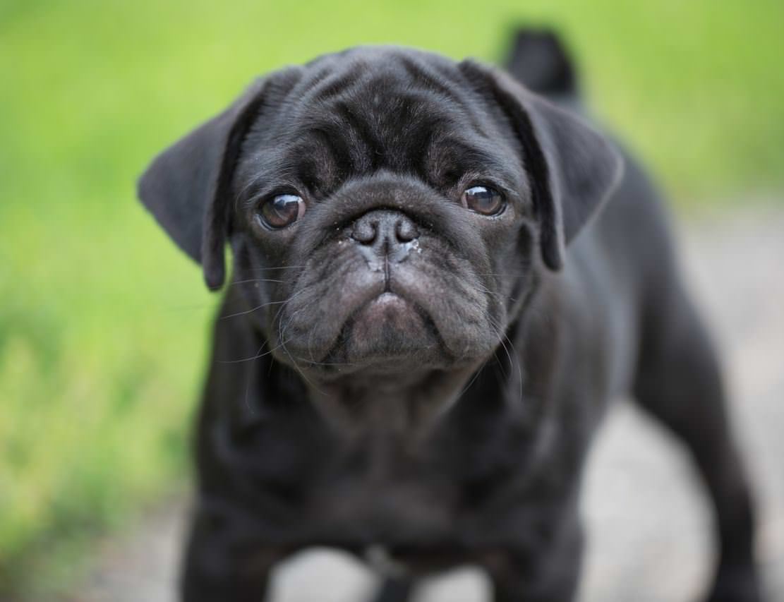Pug Dogs and Puppies