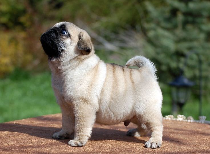 Pug Dogs and Puppies