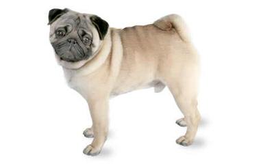 Pug – Plumsjewel - Dog and Puppy Pictures