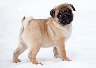 Ugly Mugs Pugs – Black And Fawn Akc Puglets - Dog and Puppy Pictures