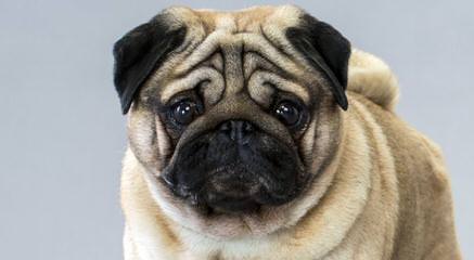 Pug Puppies For Sale - Dog Breeders