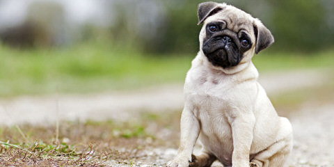 Cuddle A Pug - Dog and Puppy Pictures