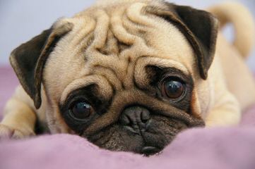 Ugly Mugs Pugs – Black And Fawn Akc Puglets - Dog and Puppy Pictures