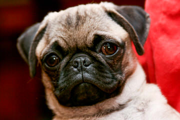 New And Improved Pugs: Puggle Puppies! - Dog Breeders