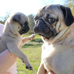 Boxer Pug Puppies. Akc. - Dog Breeders