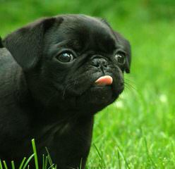 Pug - Dog Breeders