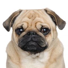 Barnes Pug - Dog Breeders