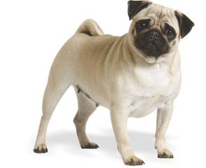 Pug Puppies For Sale - Dog Breeders