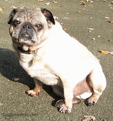 Denning Farms Pug - Dog Breeders