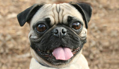 Denning Farms Pug - Dog Breeders