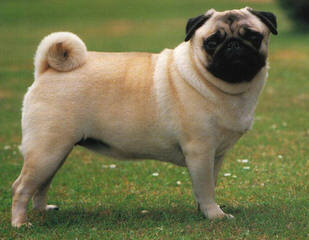 Pug Puppies For Sale - Dog Breeders