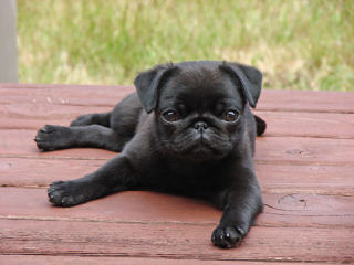 Pug Puppies - Dog and Puppy Pictures