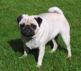 Excellent Pug Puppy Dogs For Sale - Dog and Puppy Pictures