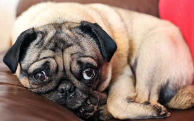 Cuddle A Pug - Dog Breeders