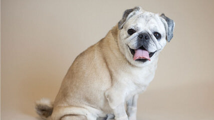 Roo Roo’s pugs - Dog Breeders