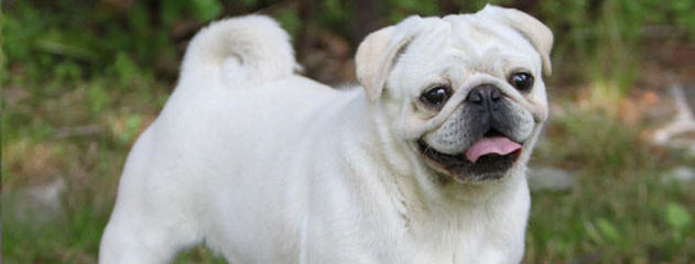 Labbe, Puggles, Pugs - Dog Breeders