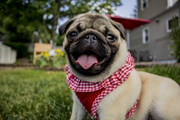 MY LITTLE GIANT Pug Kennel - Dog Breeders